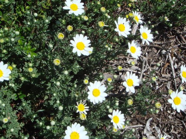 anthemis carpatica