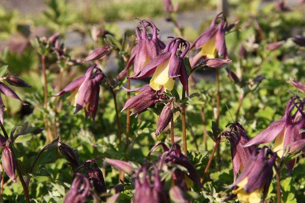 aquilegia buergeriana calimero