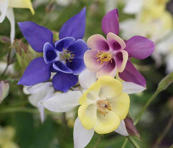 aquilegia caerulea biedermeier