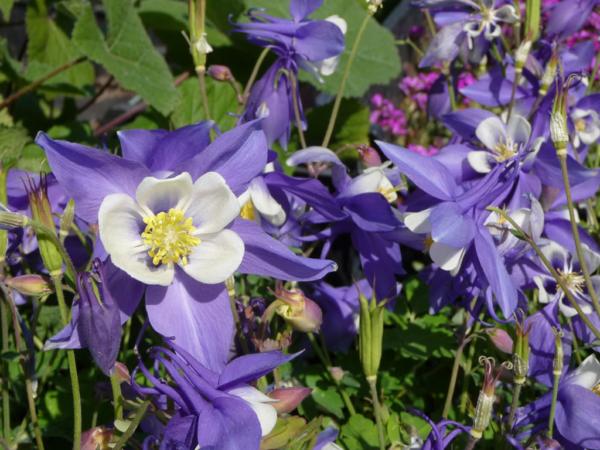 aquilegia caerulea blue star