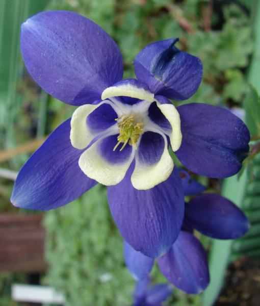 aquilegia cameo blue-white