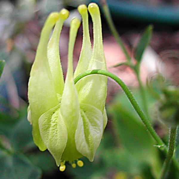 aquilegia canadensis corbett