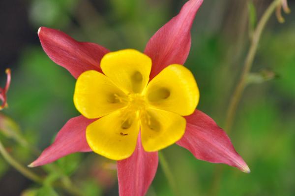 aquilegia caerulea koralle