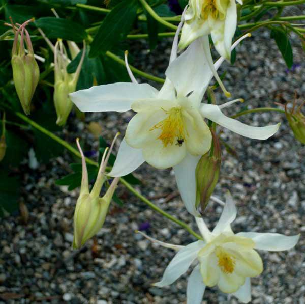 aquilegia caerulea kristall