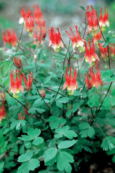aquilegia canad. little lanterns