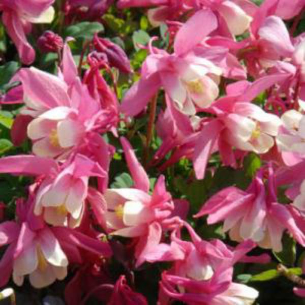 aquilegia cameo lightred-white