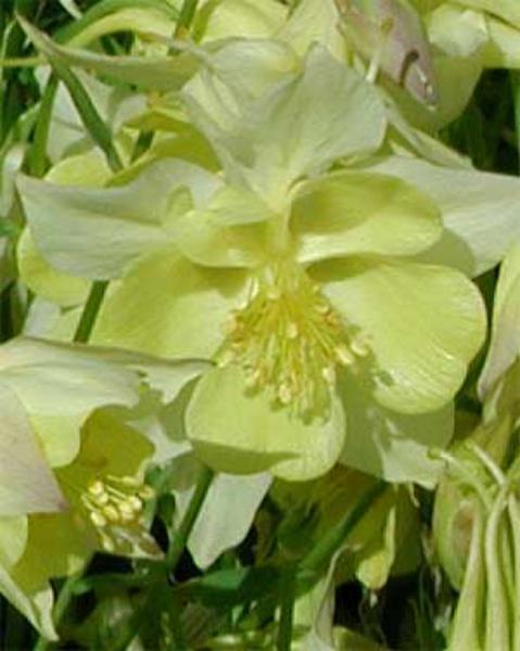 aquilegia *florida