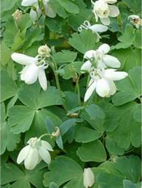 aquilegia flabellata pumila alba