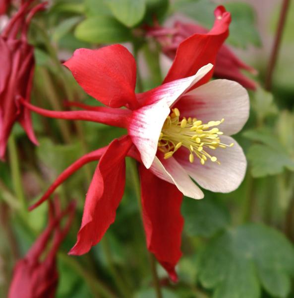 aquilegia *georgia 