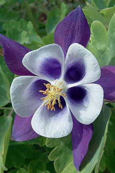 aquilegia *louisiana