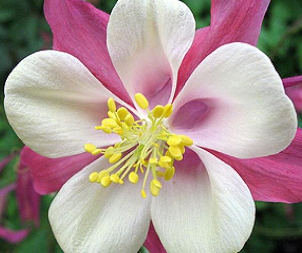 aquilegia *montana 