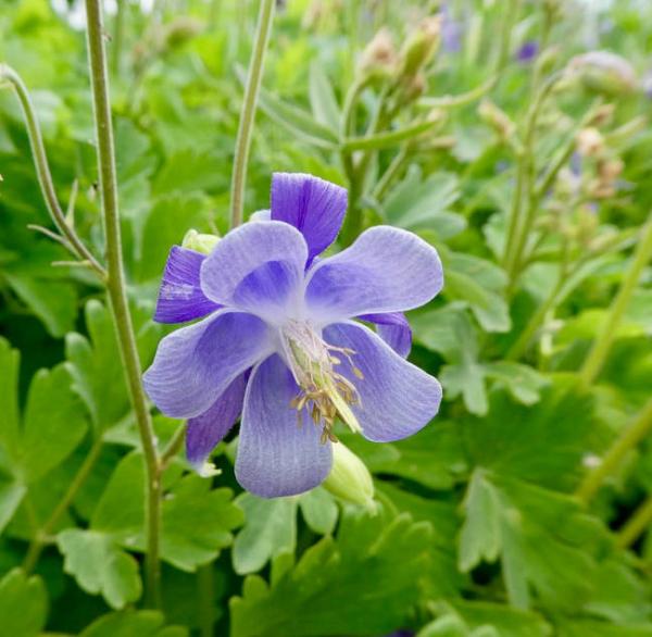aquilegia nevadensis