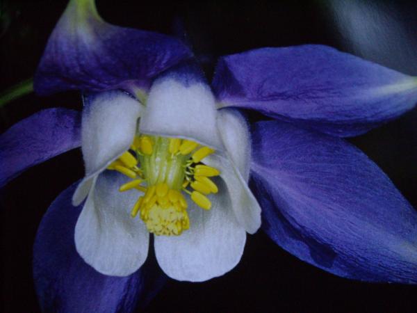 aquilegia olympica