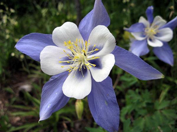 aquilegia origami adonis blue