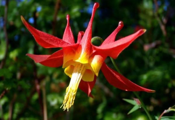 aquilegia *oregon