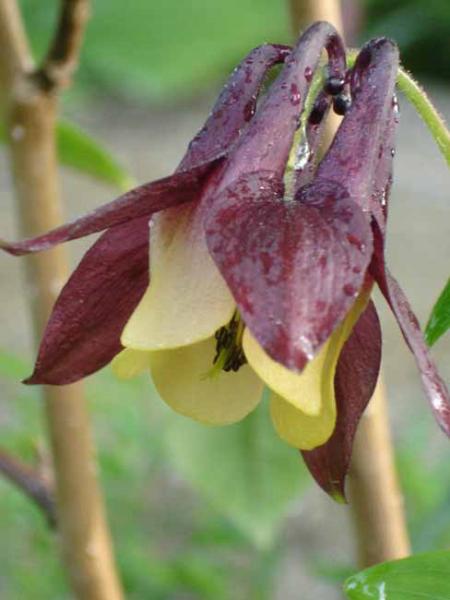 aquilegia oxysepala