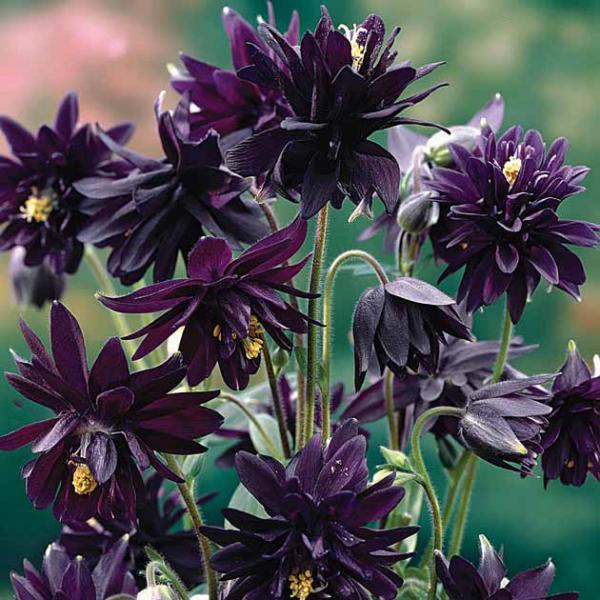 aquilegia plena black barlow