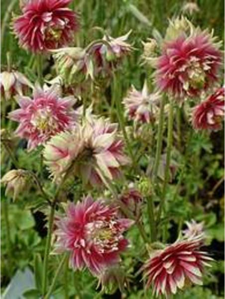 aquilegia plena nora barlow
