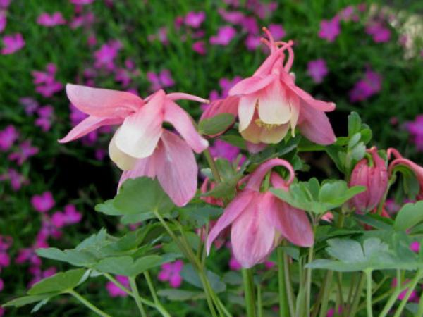 aquilegia pumila kurilensis rosa
