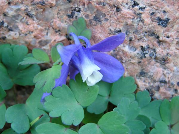 aquilegia saximontana