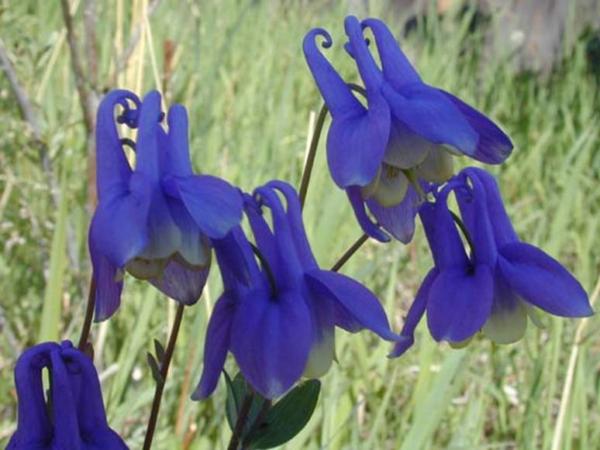 aquilegia sibirica