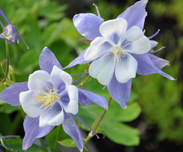 aquilegia songbird blue bird