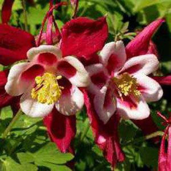 aquilegia songbird cardinal