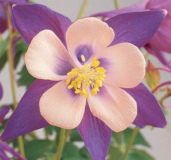 aquilegia songbird nightingale 