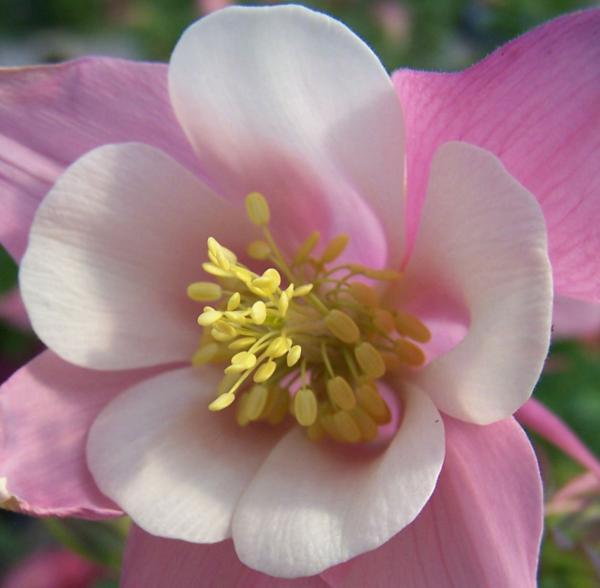 aquilegia songbird robin