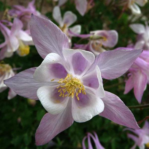 aquilegia *vermont