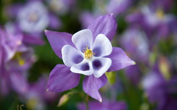 aquilegia *virginia 