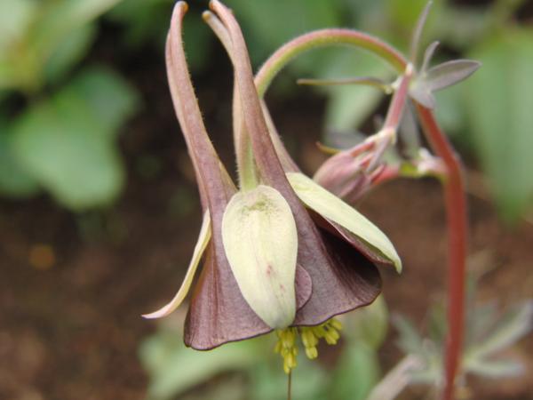 aquilegia viridiflora