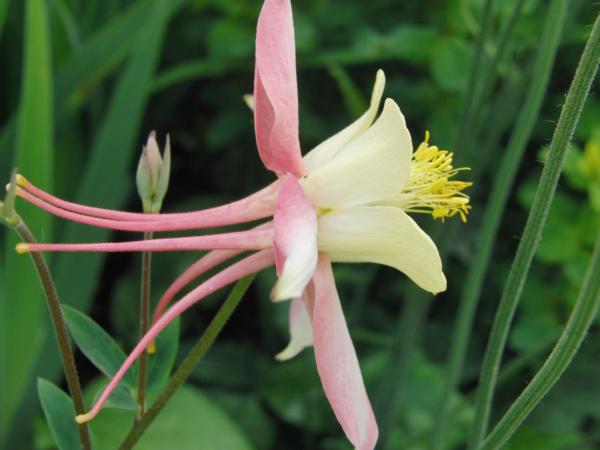aquilegia vulgaris heidi