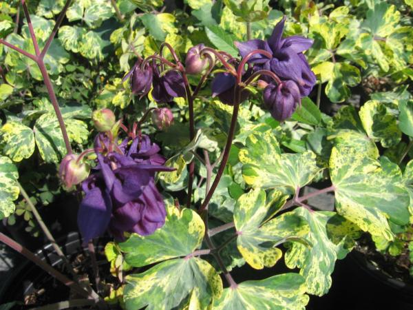 aquilegia vulg. leprechaun gold