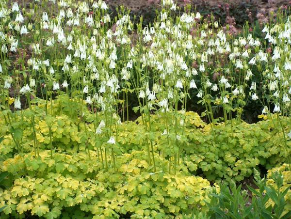 aquilegia vulgaris mellow yellow