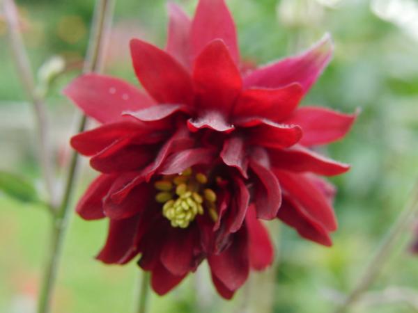 aquilegia vulgaris ruby port
