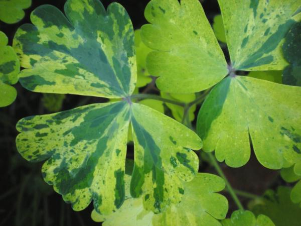 aquilegia vulgaris woodside gold