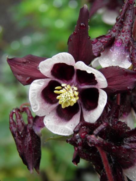 aquilegia william guiness
