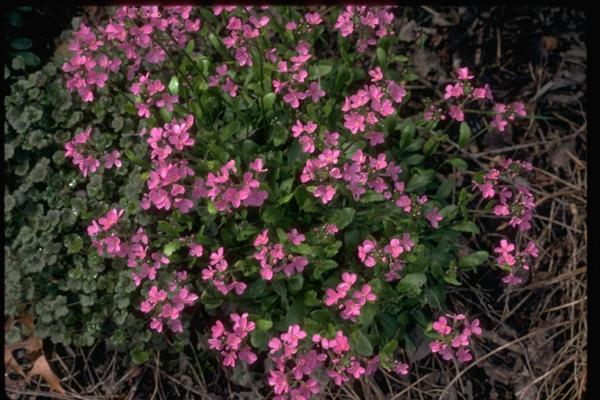 arabis blepharophylla