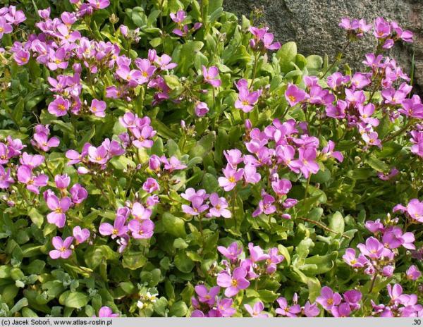 arabis caucasica rosea