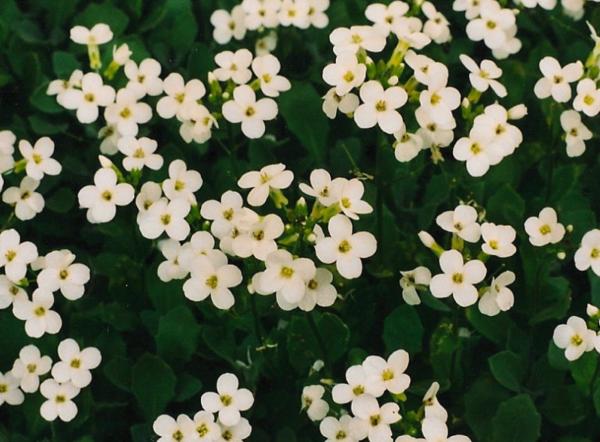 arabis caucasica