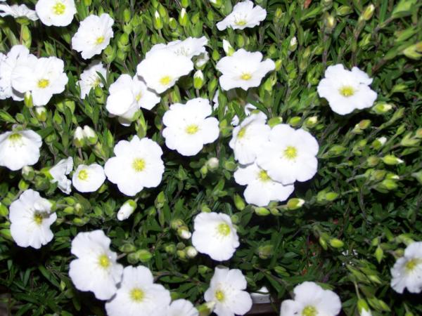 arenaria montana