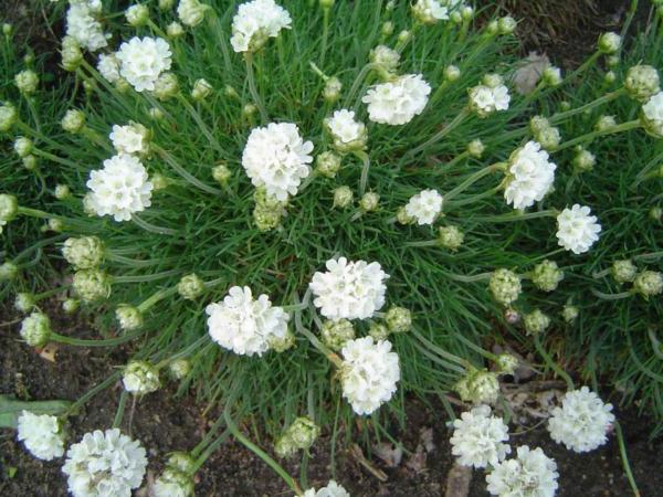 armeria maritima alba