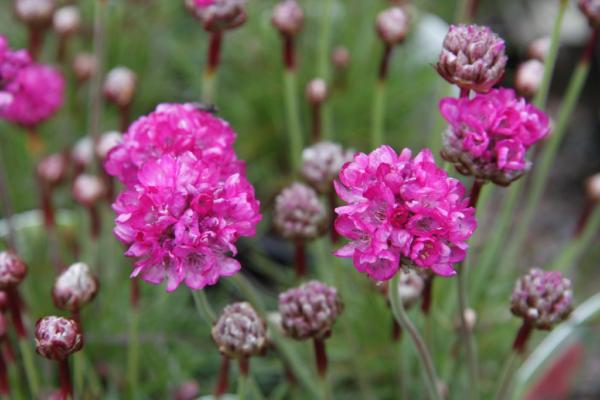 armeria maritima rubra