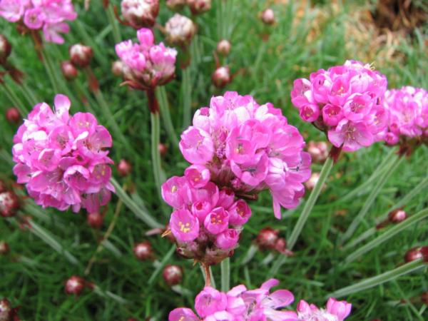 armeria maritima splendens