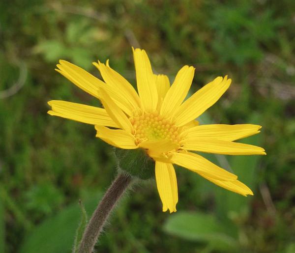 arnica montana