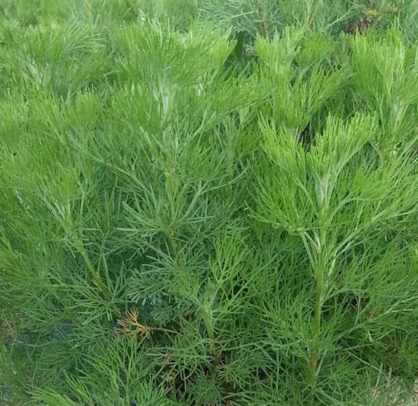 artemisia abrotanum