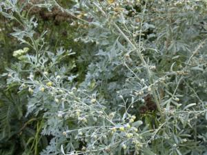 artemisia absinthium