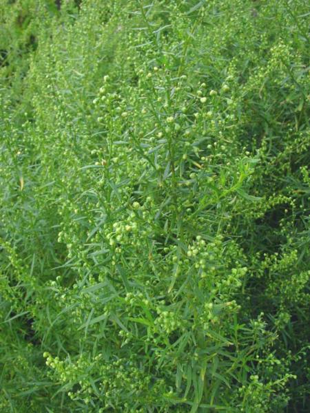 artemisia dracunculus