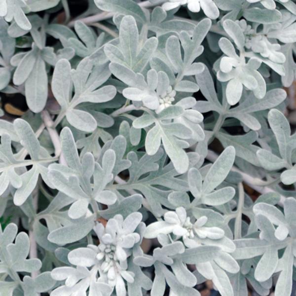 artemisia stelleriana morris